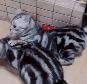 养猫推荐养什么,养猫首选这几种猫漂亮忠诚还好养