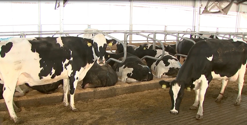 奶牛养殖场建设的标准是,奶牛养殖小区管理