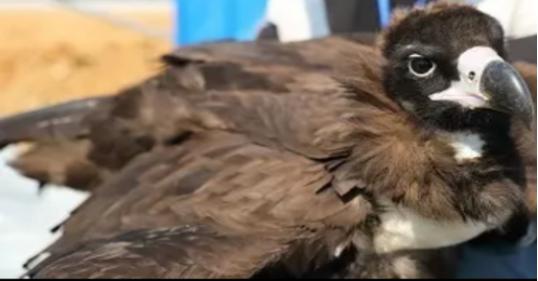 辽宁男子救助秃鹫,沈阳救助秃鹫