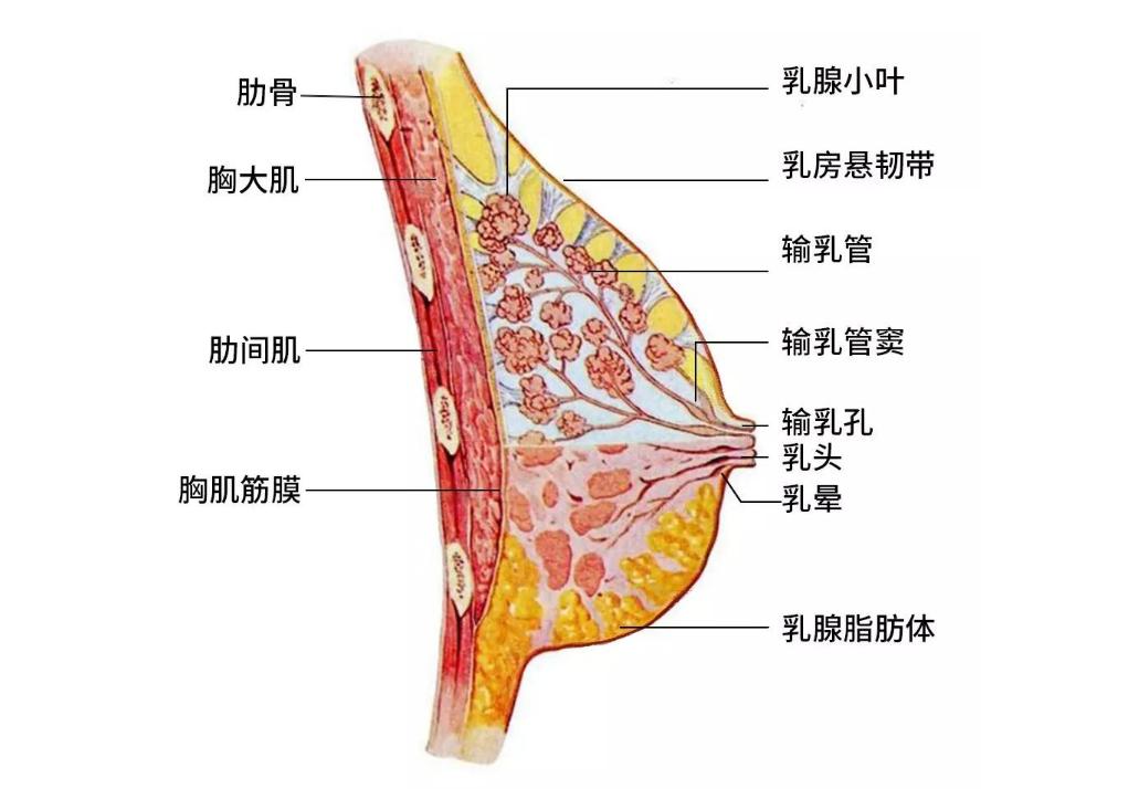 女性的胸部真的重要吗,女性的胸部为什么不能随便挤压