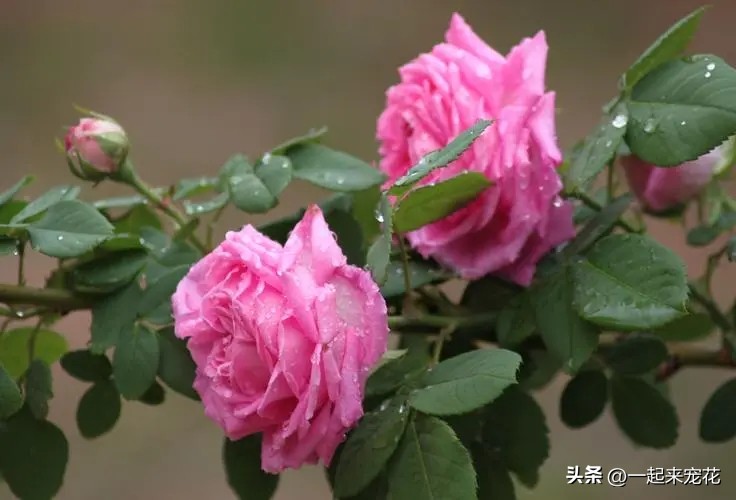 五种花好养易活色泽鲜艳花朵美丽,五种公认超难养的花你家养了几种