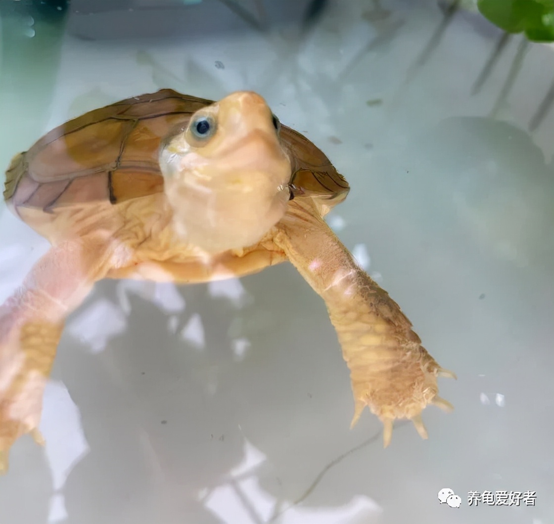 西非龟一动不动萎靡不振,龟为什么都这么多天了还不吃食