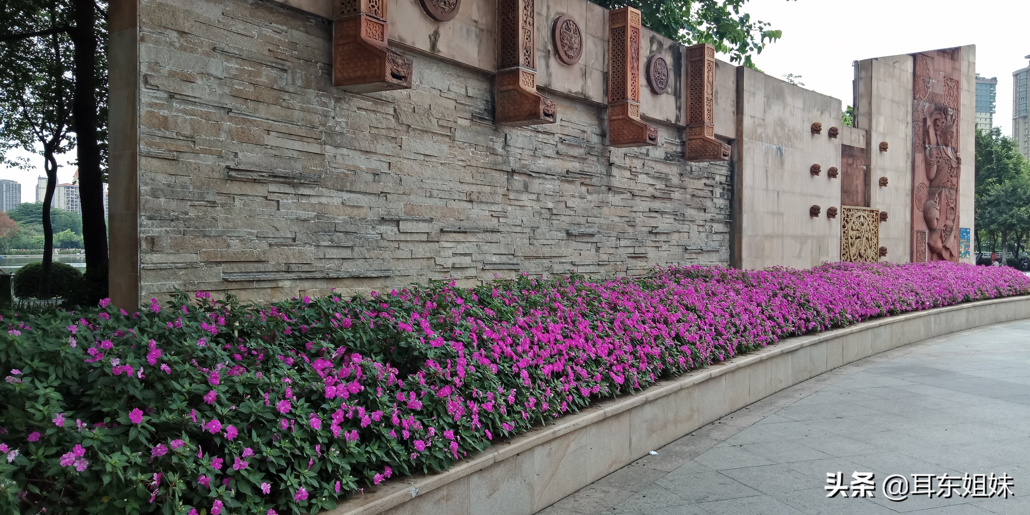 佛山公园里的荷花已悄然绽放,佛山人去旅游