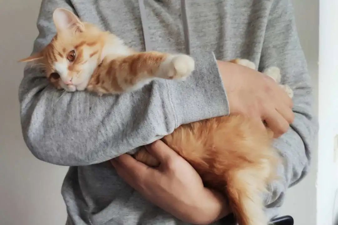 不要被可爱蒙蔽眼睛,买猫被骗300元是真的吗