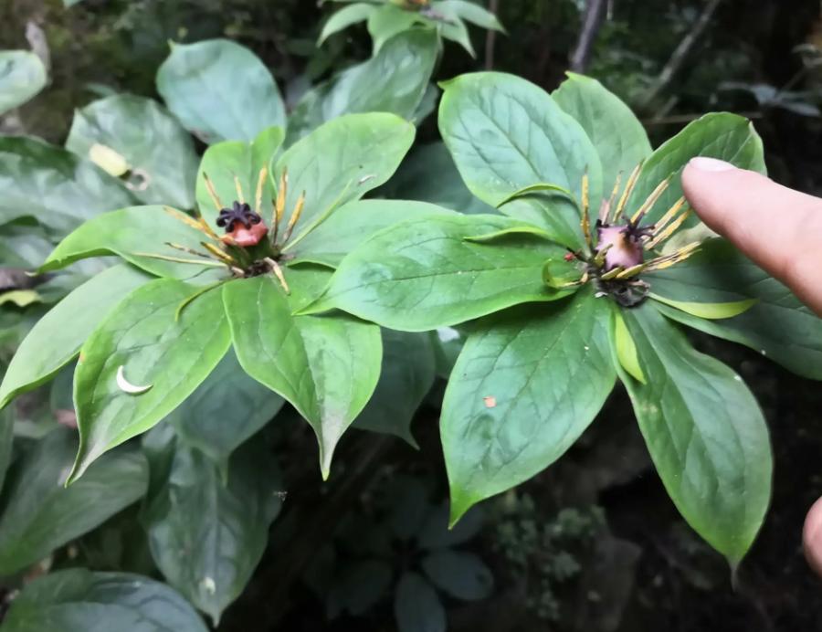 悬崖下的“七叶莲”,曾卖“800元”一斤,遇到保护起来,珍贵