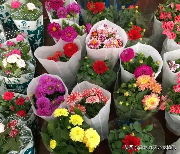 廊坊九天花卉市场,九天花卉市场植物