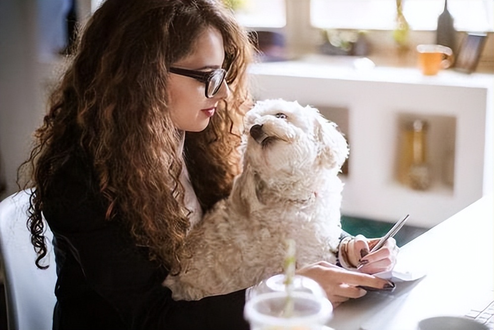 12种最适合懒人养的狗狗泰迪,适合女生养的狗泰迪缺点