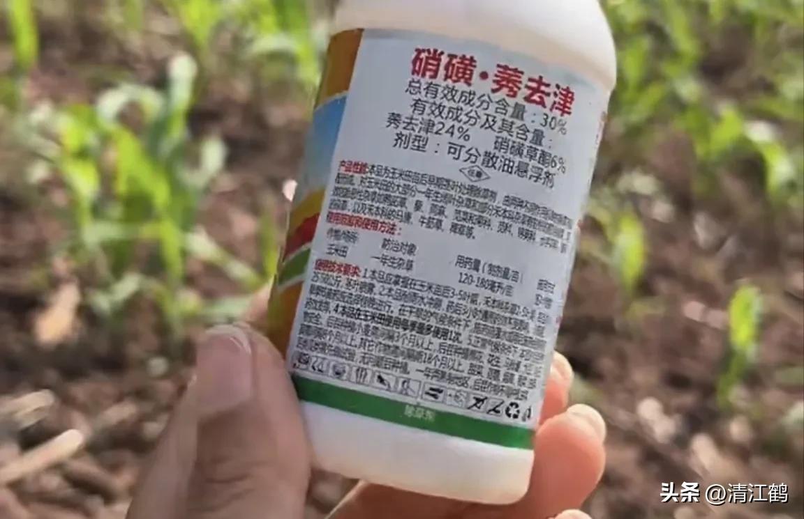 玉米除草剂药害最佳补救方法,玉米24d丁酯除草药害图片