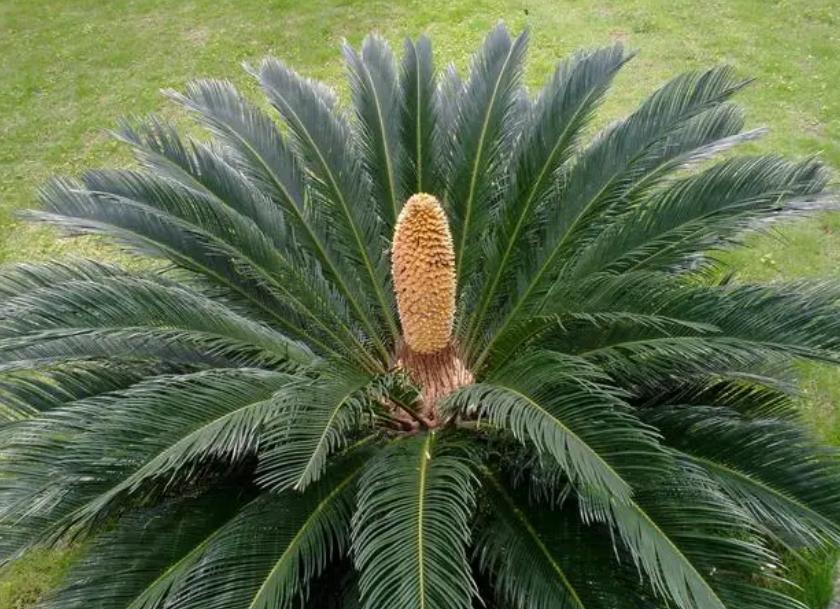 木本植物有哪些品种,什么观赏木本植物不怕冻不怕晒