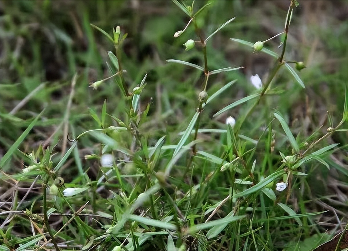 白花蛇舌草有散结的功效吗,每天一味中药白花蛇舌草饮片
