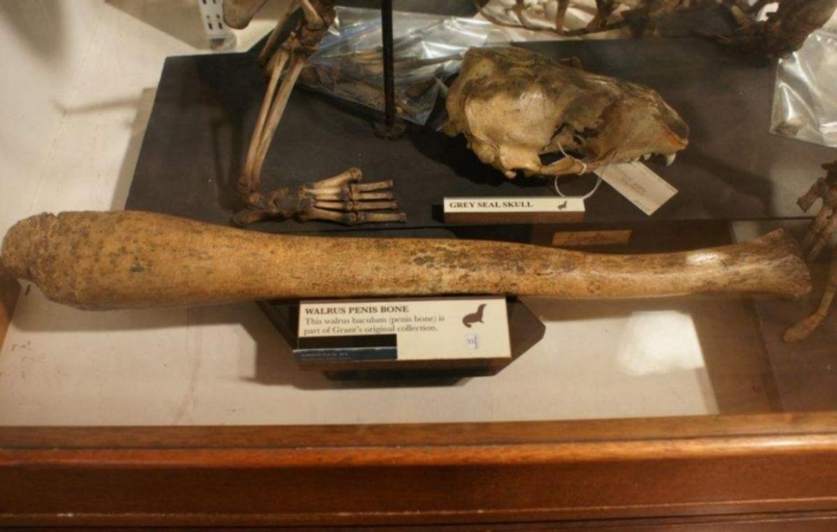 什么是“阴茎骨”？百万年前人类曾拥有！现在算进化还是退化了？