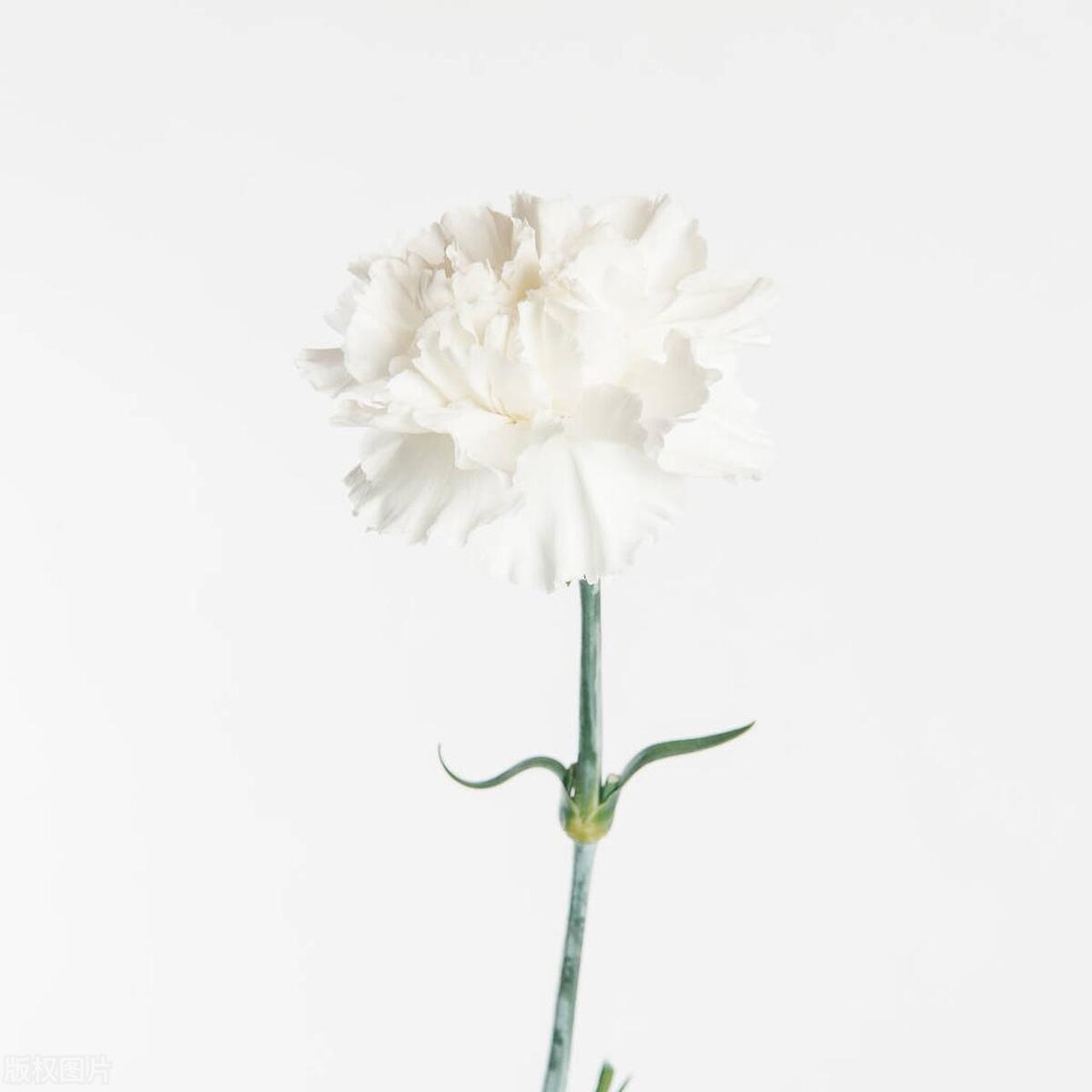 花语（玫瑰、蓝色妖姬、百合、郁金香、康乃馨、风信子、紫罗兰）