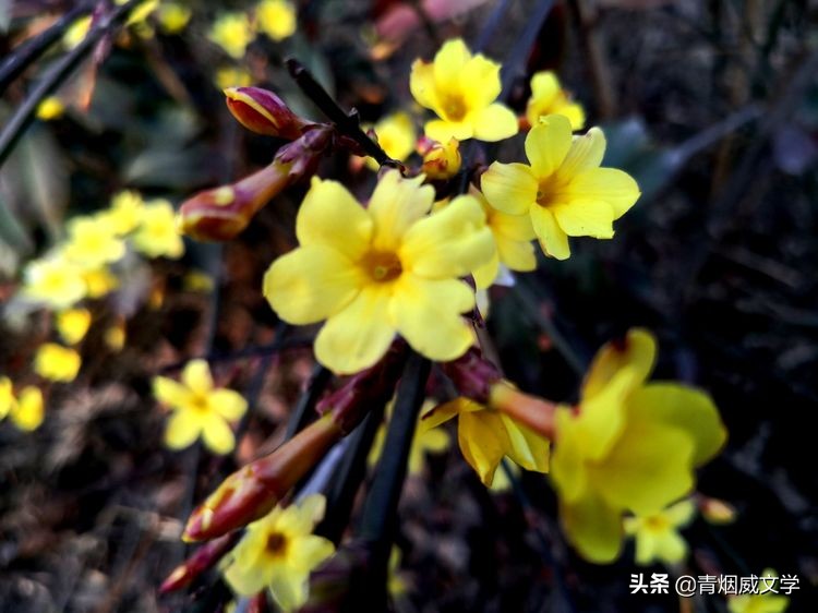 称颂虎虎生威的诗句,福虎呈祥百花迎春诗句