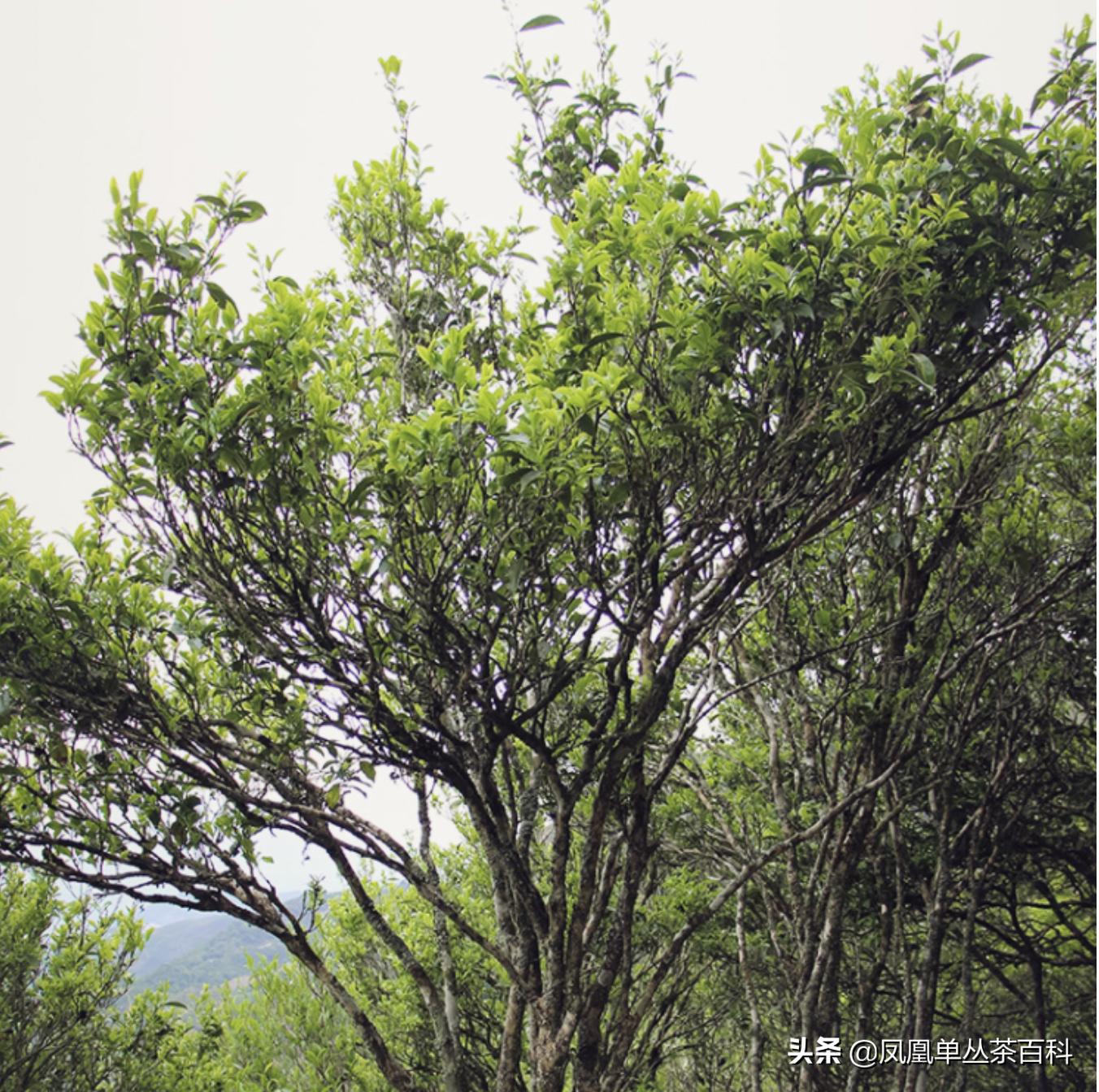 单丛乌岽稻花香,稻花香单丛
