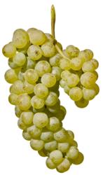 小众之美|AltoAdigeDOC上阿迪杰