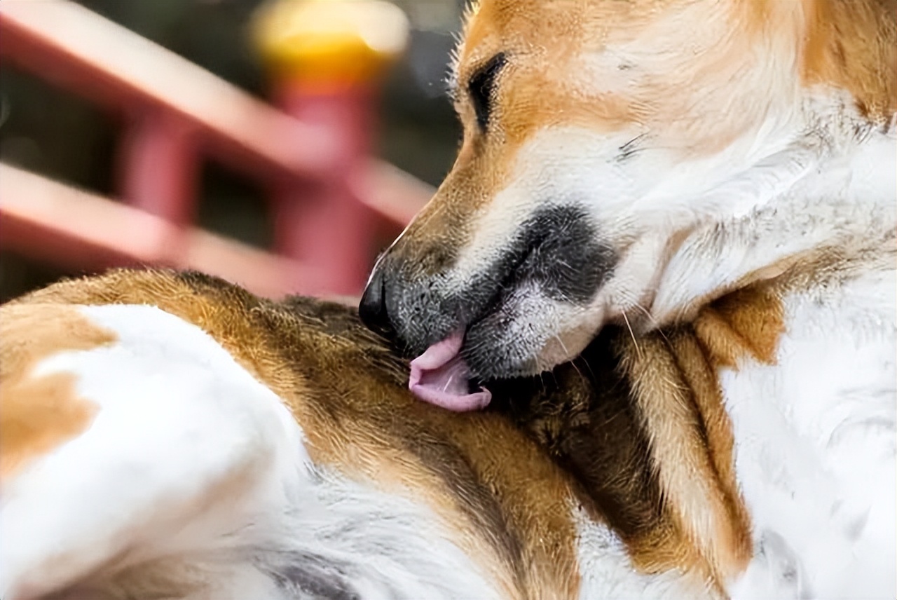 狗狗老是舔嘴唇是什么原因,狗狗老是舔排尿处什么原因