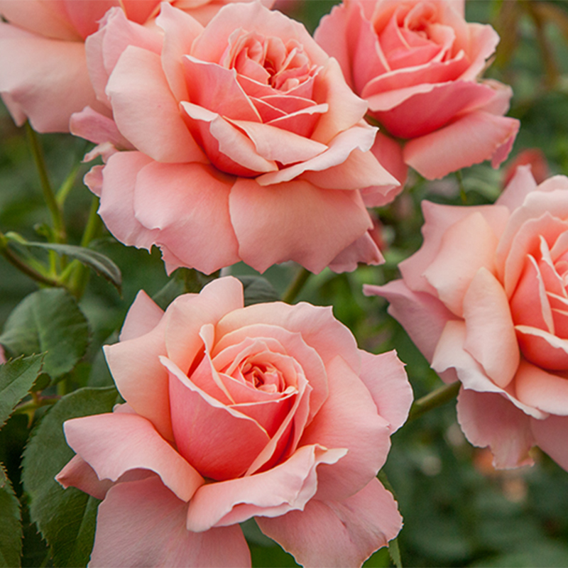 视觉盛宴五种赏花名花供您选择,春天十种最美的花介绍