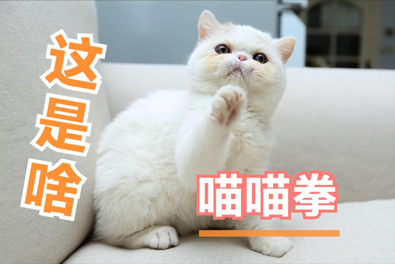 后院猫为什么成为“铲屎官”们人人喊打的对象？究竟什么是后院猫