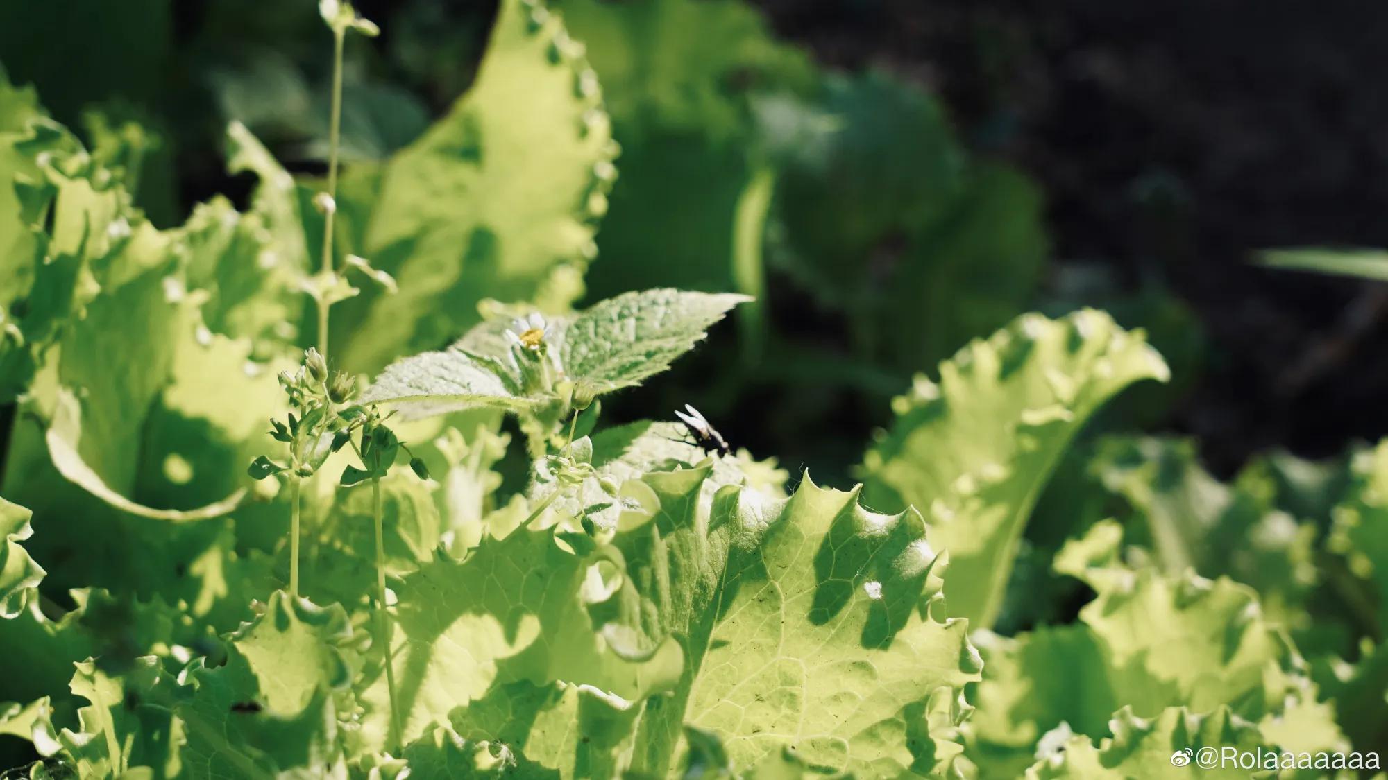 婕敾鍚堥泦,婕瘽鍘熺増