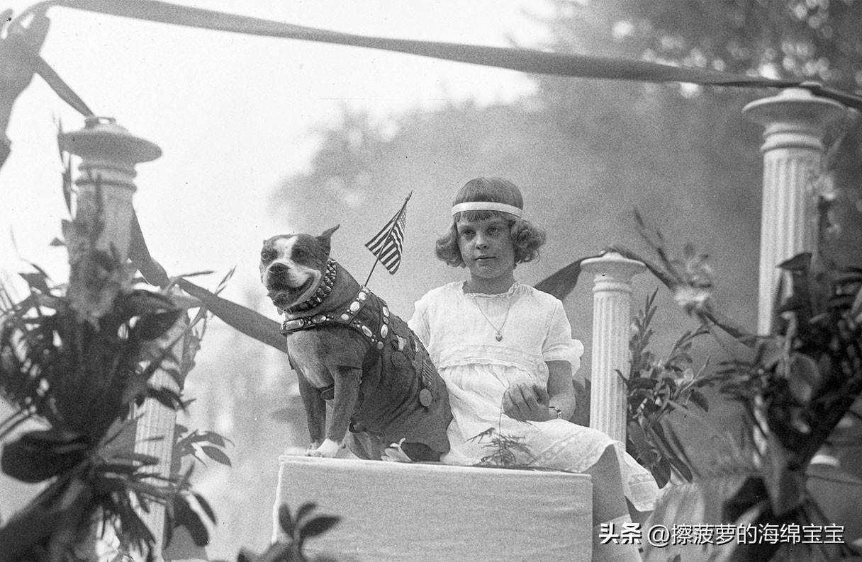 二战军犬传奇故事,一战斯塔比原型事件