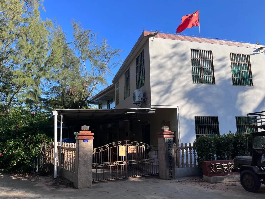 去海南探访椰子潮流背后的秘密,去海南要知道什么