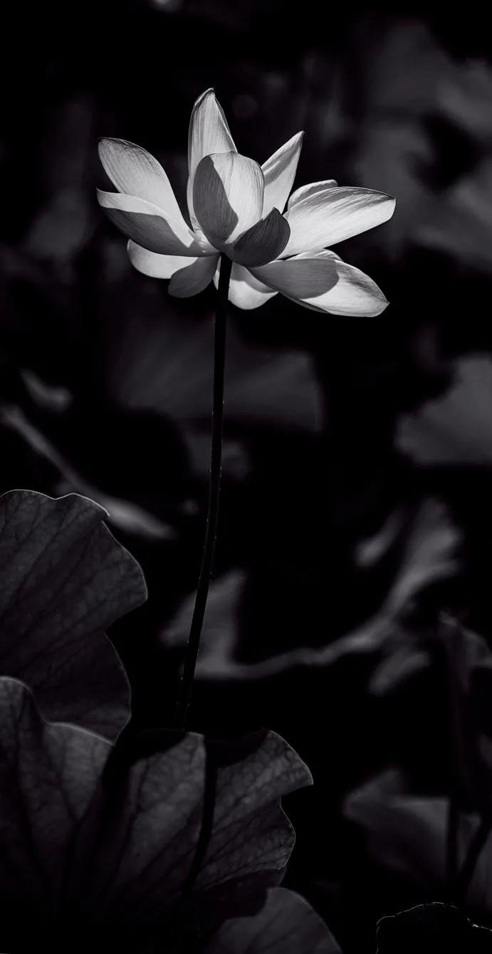 黑暗系的壁纸文字,黑暗色系的壁纸