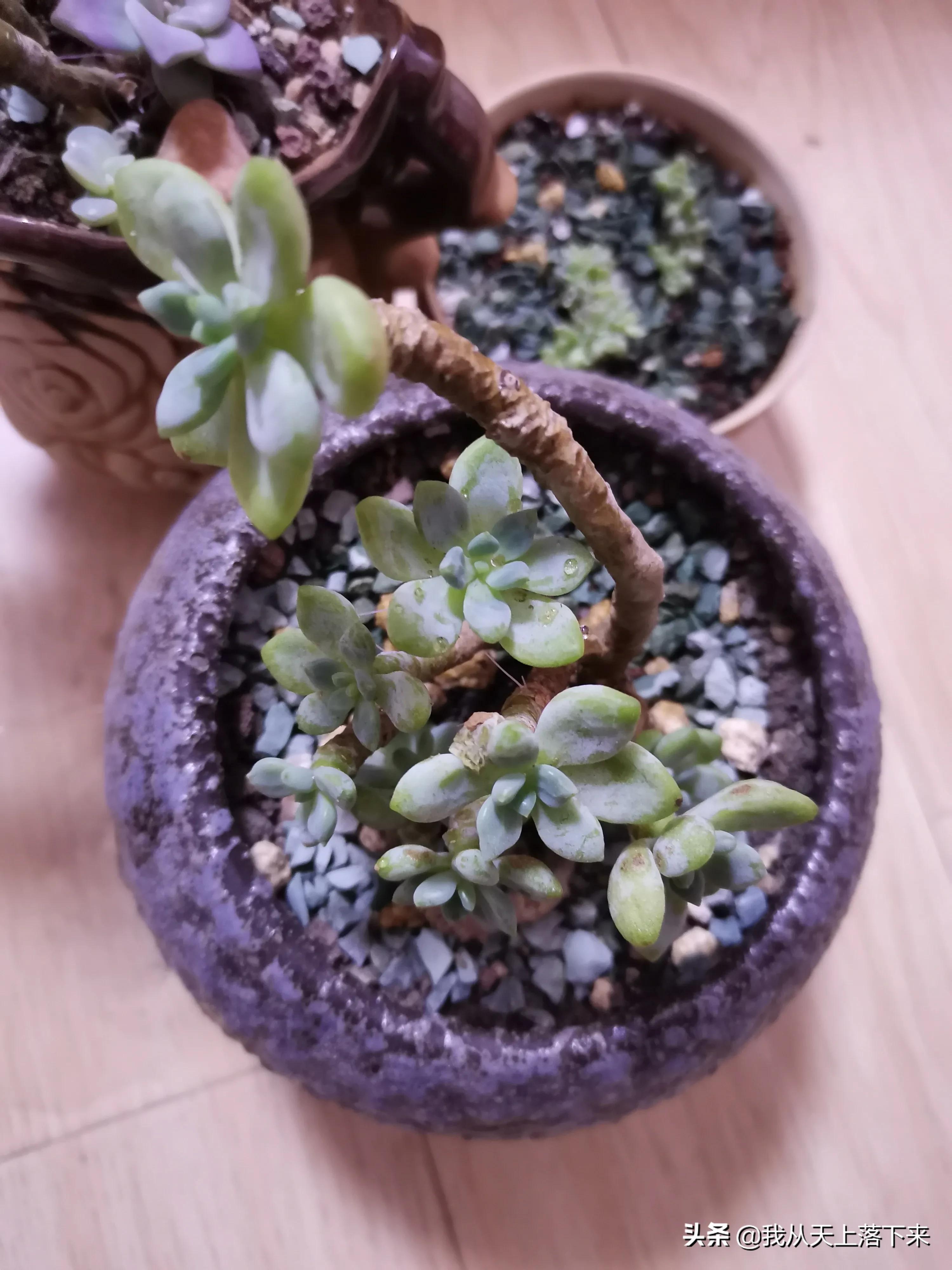 多肉品种及图片大全欣赏,多肉品种辨别图片大全欣赏