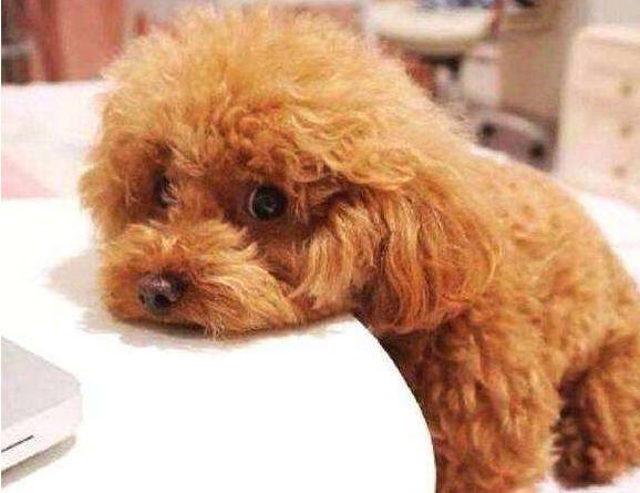 为什么泰迪喜欢咬陌生人的手,为什么泰迪爱咬尾巴