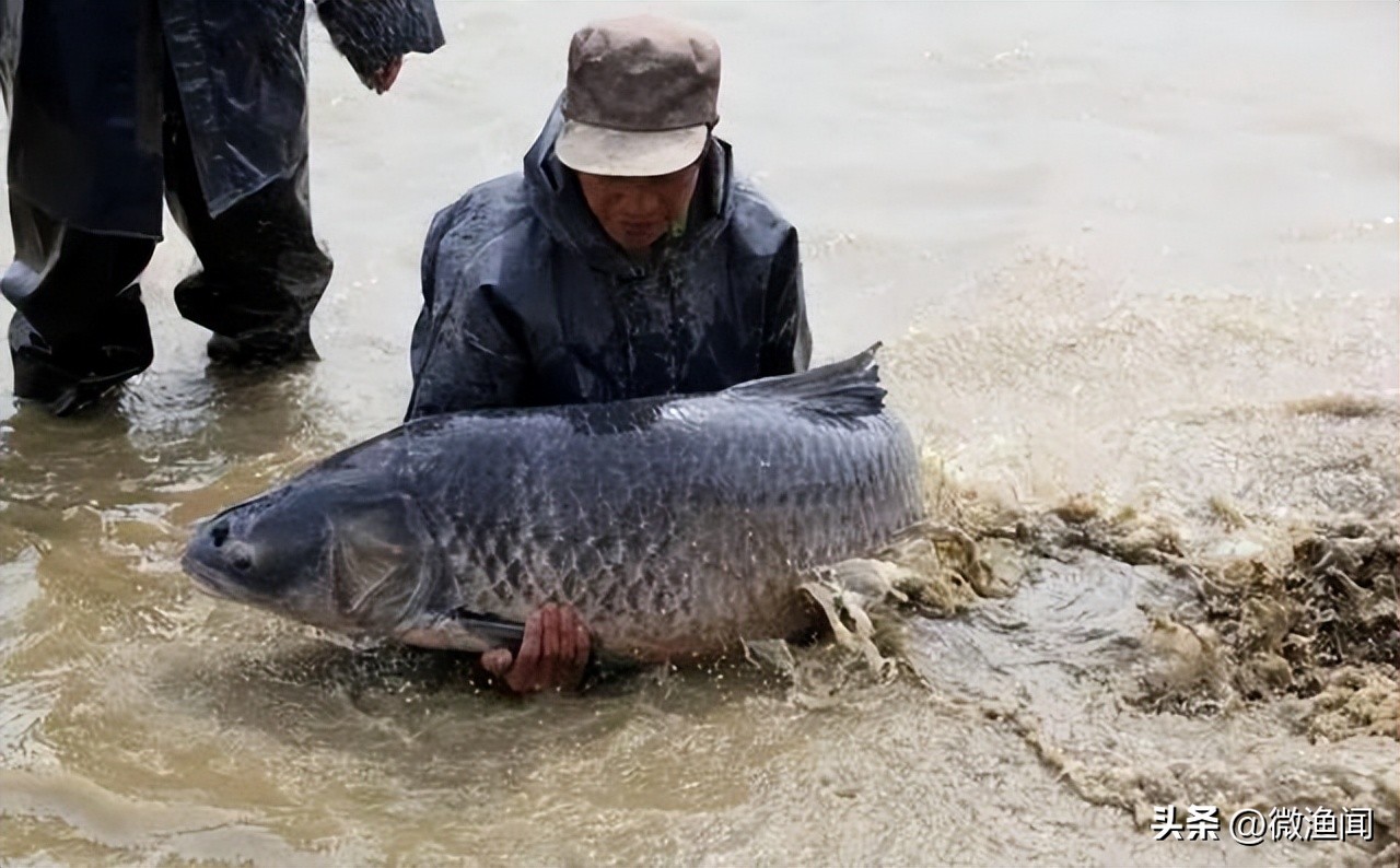 遛鱼巨青,网红钓鱼500块钓到6000块的鱼