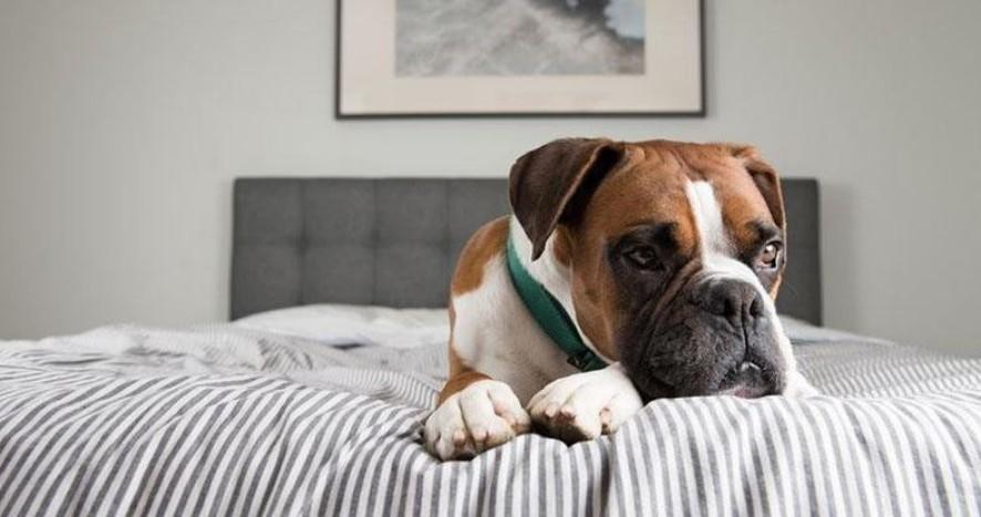 狗狗“配种”后会流血,这是正常现象吗?