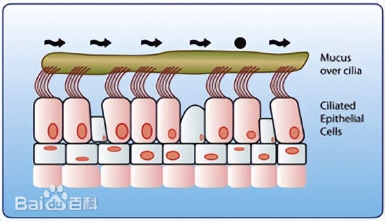 鼻孔为什么不能两个一起呼吸,为什么两个鼻孔呼吸不均匀