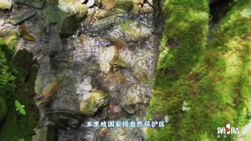 重庆游长江三峡的体验,重庆旅游攻略精彩瞬间记录