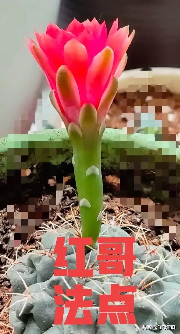 [专业交流]取消造价招标代理工程咨询资全过程工程咨询已势不可挡