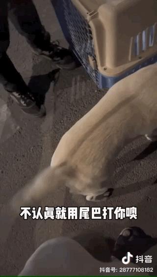 濂崇敓鍋氳揣鎷夋媺鍙告満,濂冲瀛愬仛鍙告満璺戣揣鎷夋媺