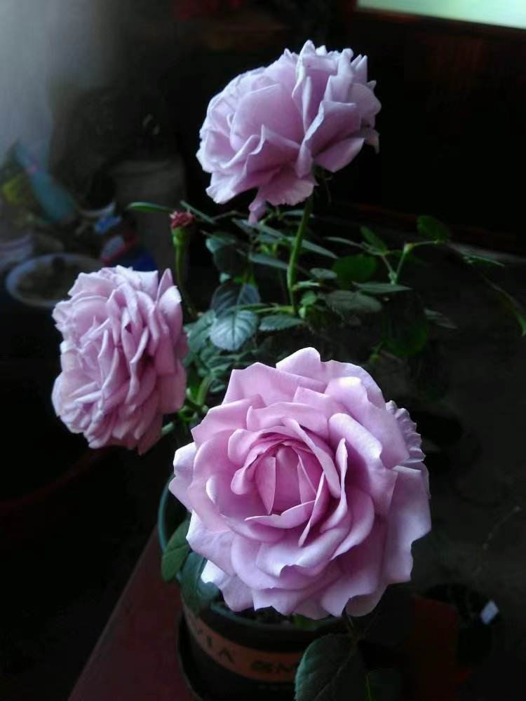 精致又温馨的小阳台,漂亮阳台月季花