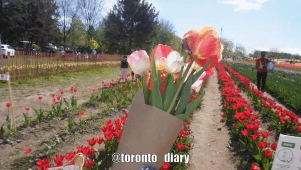 邂逅五彩斑斓的油菜花田,郁金香花田旅游攻略
