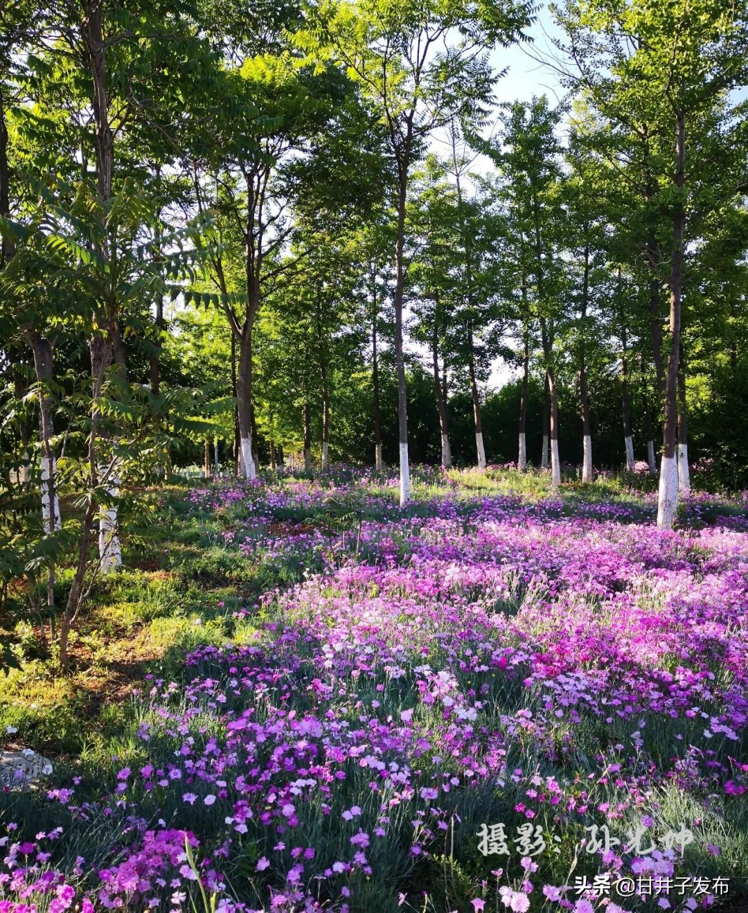 甘井子踏青,大连甘井子踏青好去处