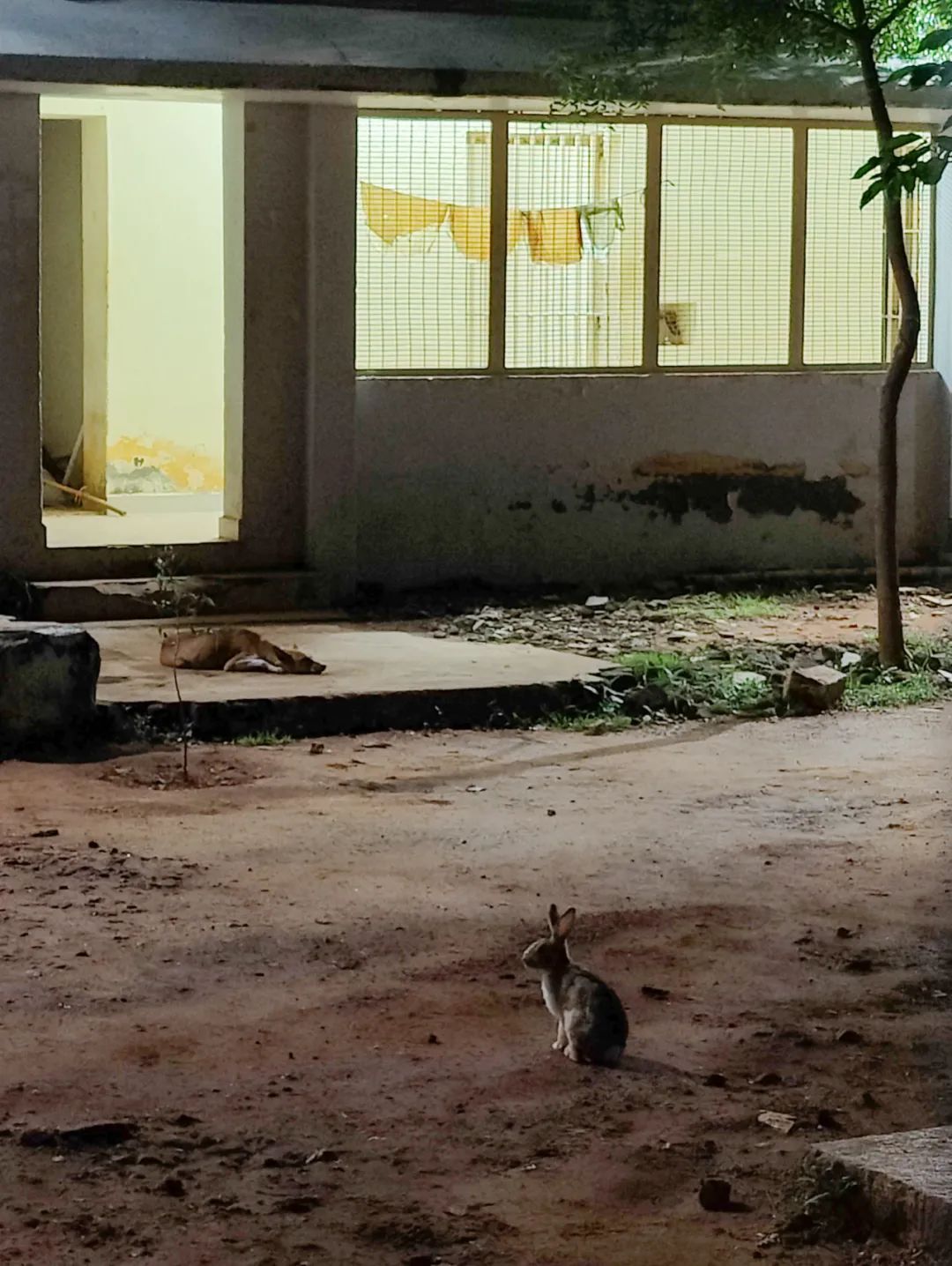 集中营六记,集中营逃亡7年