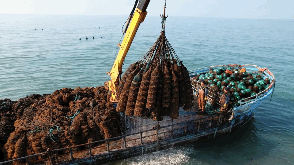 这座不起眼的山东小城，搞生蚝能有多猛？