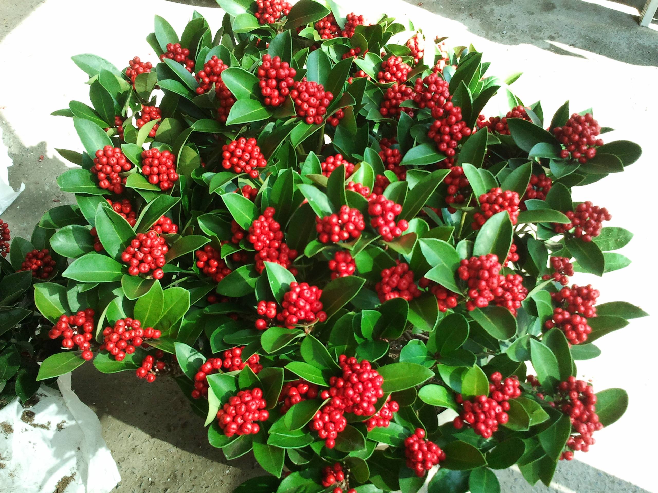 什么花最好养又贵又漂亮,十种越养越值钱的神奇之花