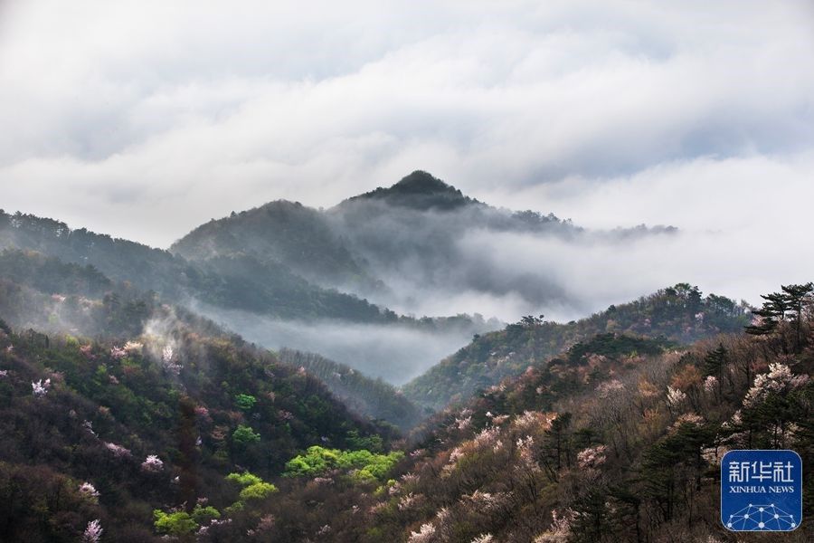河南新县樱花盛开春意盎然,新县最美樱花开了