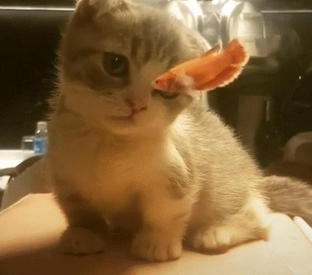 5种“香水猫”，身上自带体香，一只比一只香，多养几只香满屋