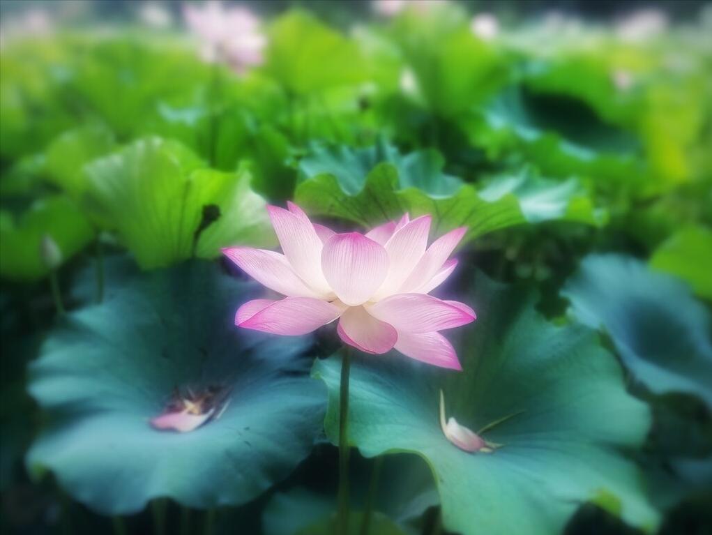 炼字最经典的诗词,古诗词经典炼字鉴赏