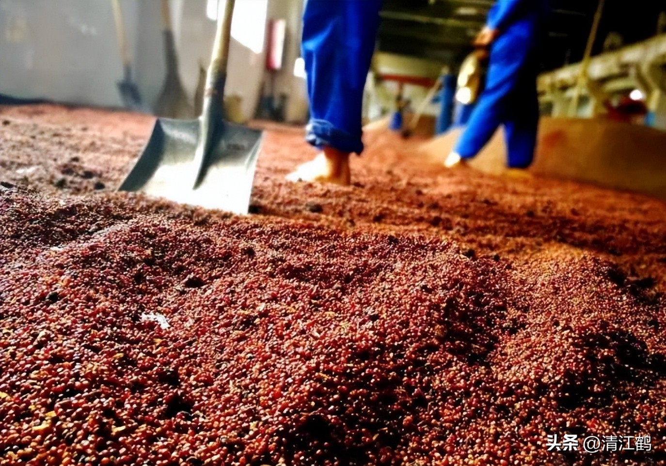 茅台员工品鉴酒怎么辨别真假,2009年2月17号飞天茅台真假鉴别