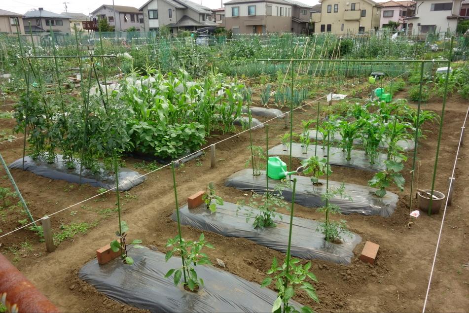 以租代征农民土地是否合法,修路占用农田以租代征合法吗