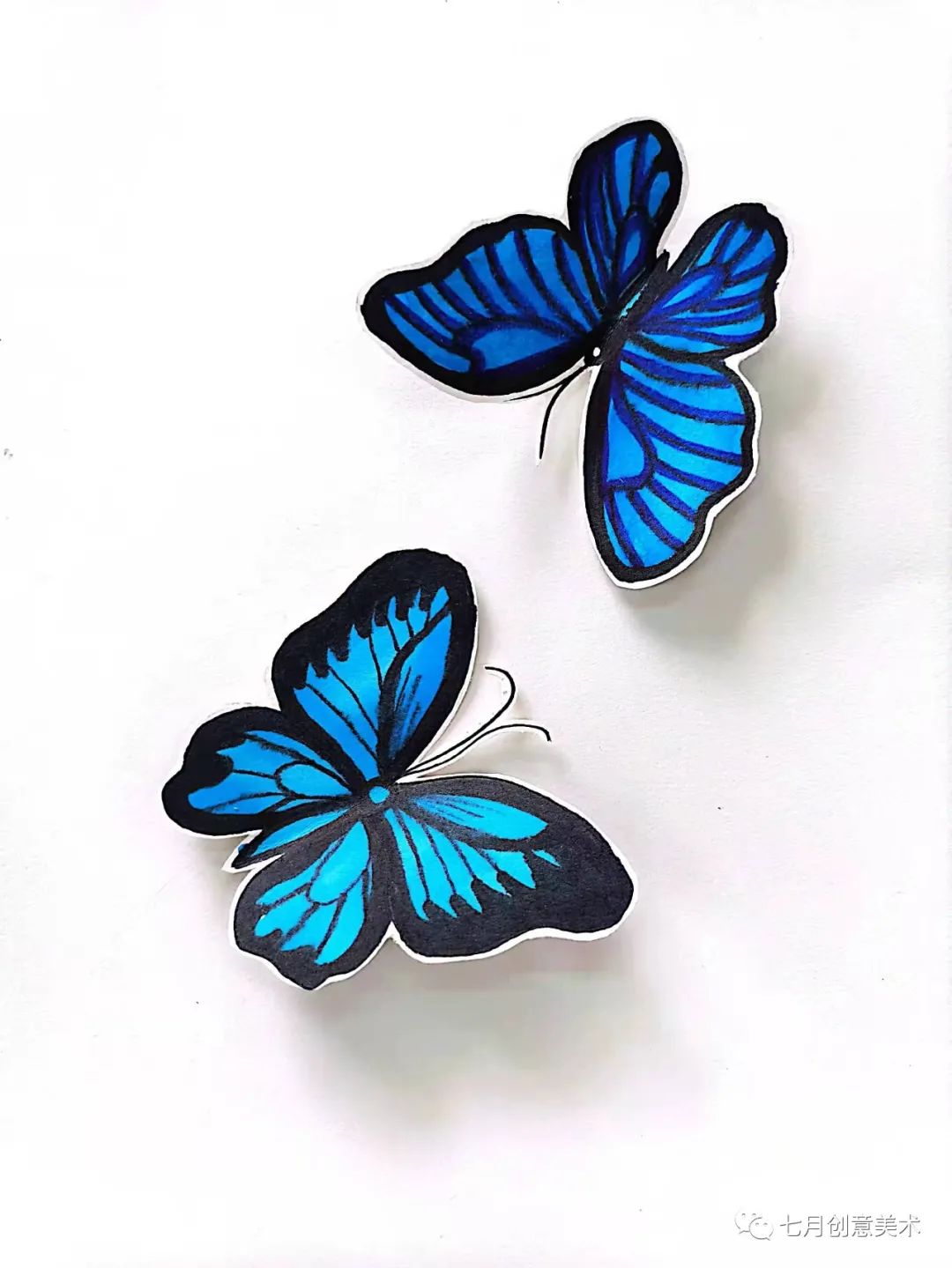 蝴蝶标本挂在墙上,蝴蝶标本制作方法