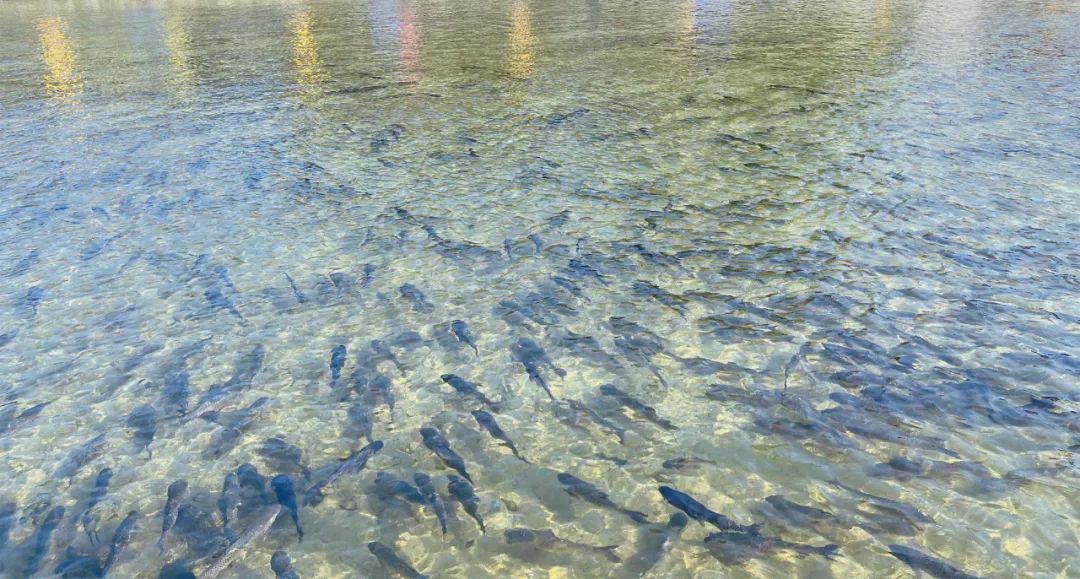 黄山杨家寨渔乐节,渔你相约优惠