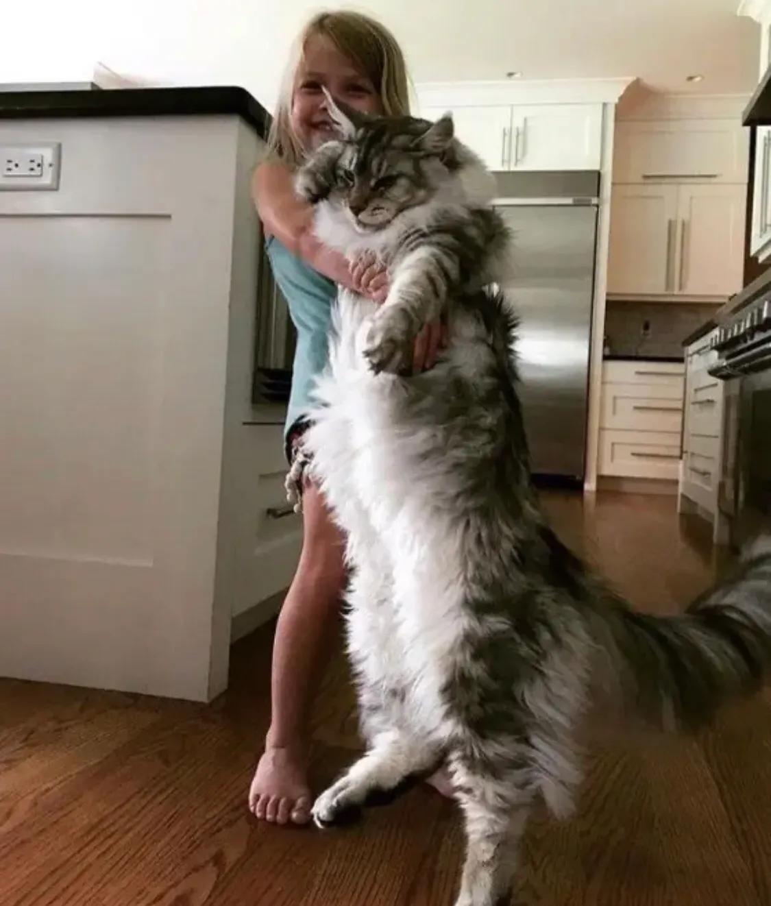 重点布偶和蓝白会配出缅因吗,天选猫耳为什么这么贵