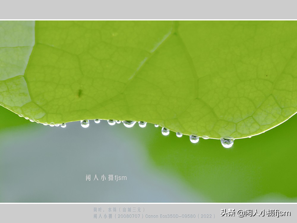 把荷花拍高级的摄影技巧,摄影荷花的拍摄技巧