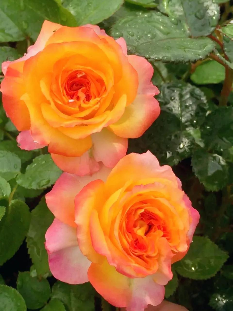 我爱月季花完整版,我爱月季花300字作文